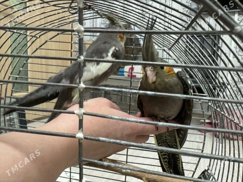 KORELLA. - Бузмеин ГРЭС - img 4