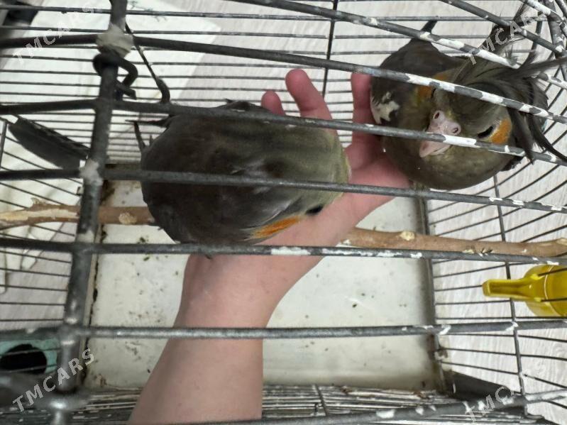 KORELLA. - Бузмеин ГРЭС - img 3