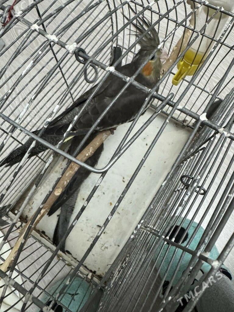 KORELLA. - Бузмеин ГРЭС - img 6