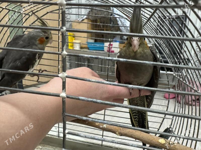 KORELLA. - Бузмеин ГРЭС - img 5