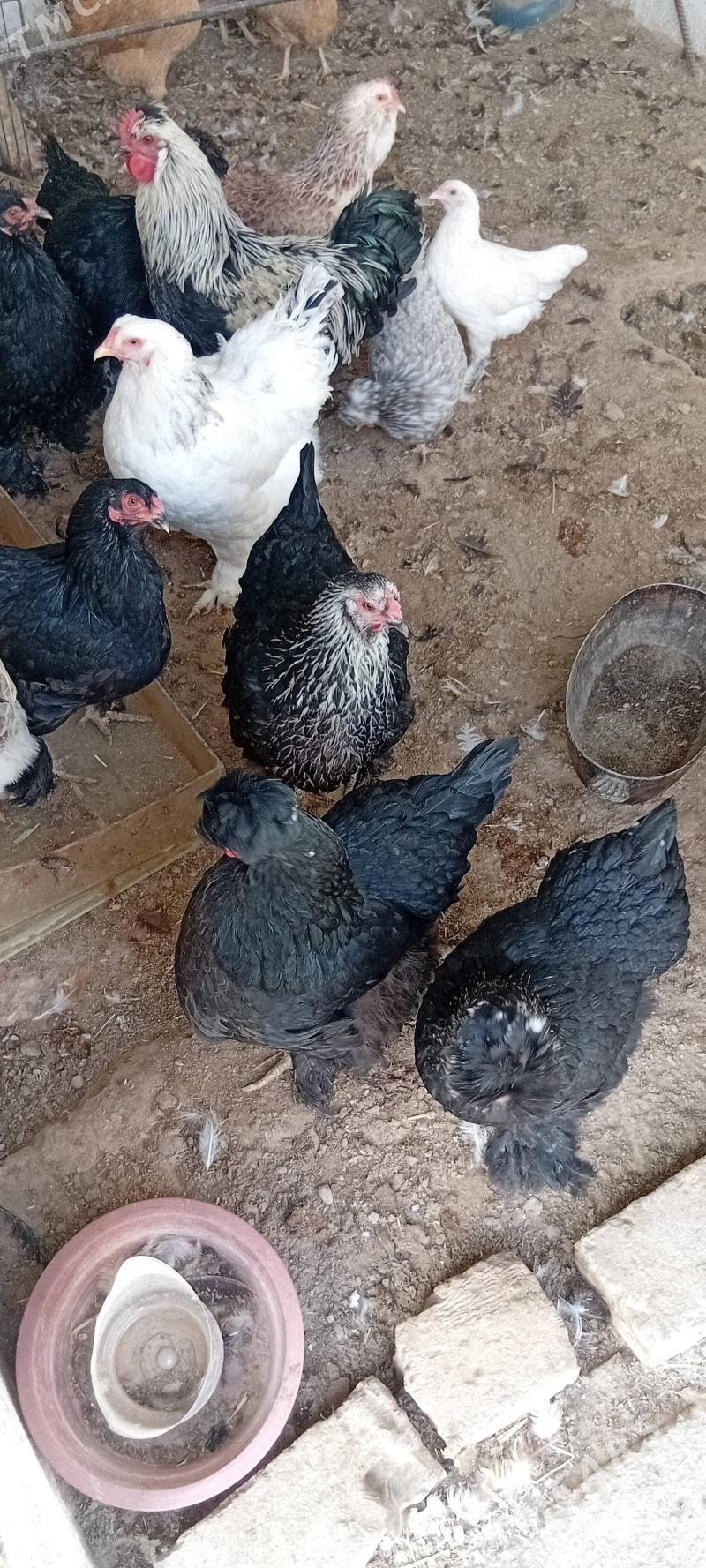 towuk paroda - Херрикгала - img 3