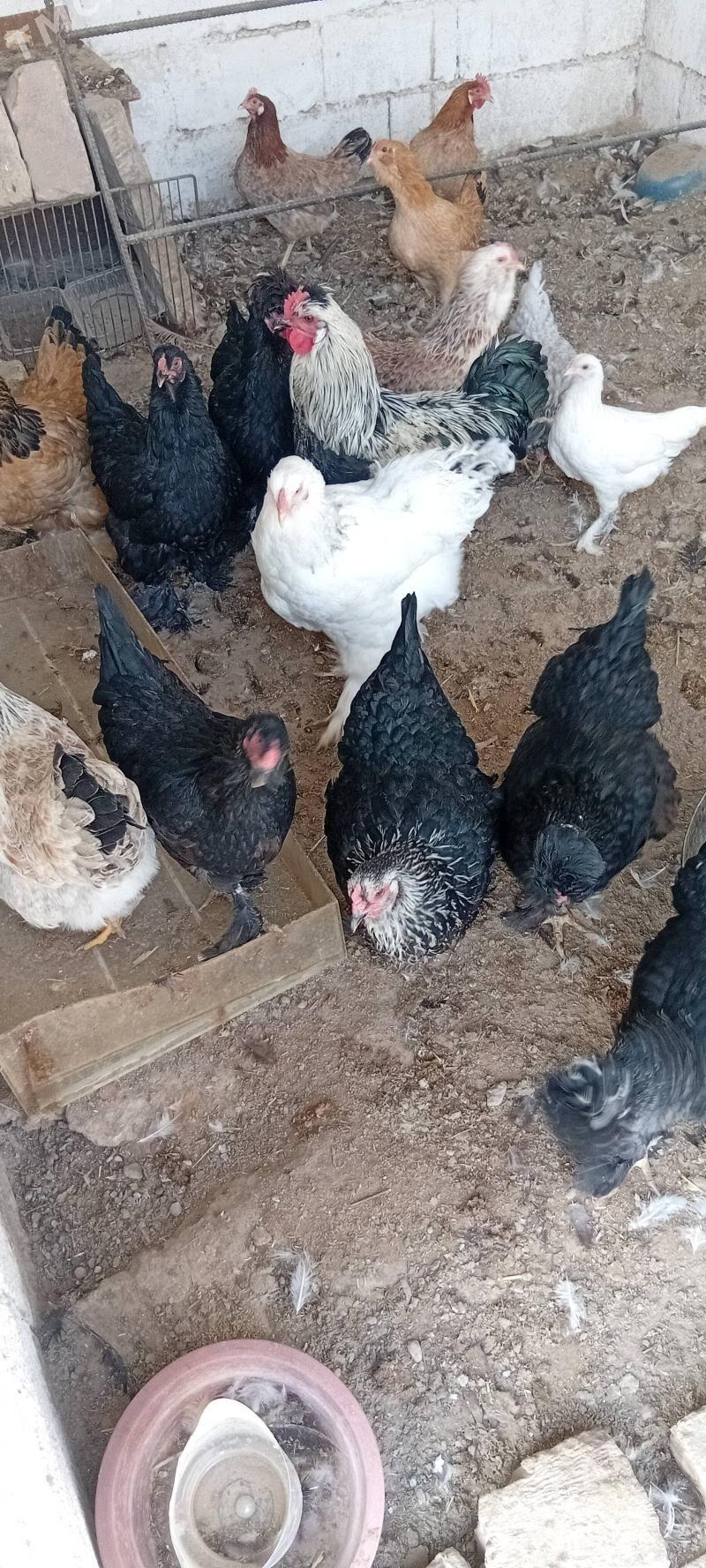 towuk paroda - Херрикгала - img 2