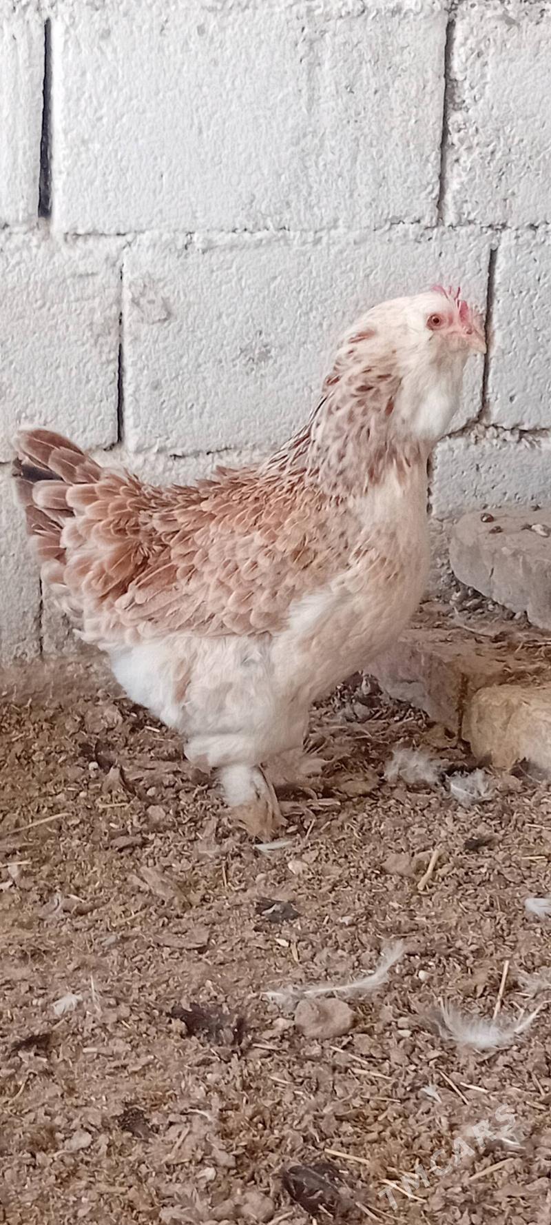 towuk paroda - Херрикгала - img 4