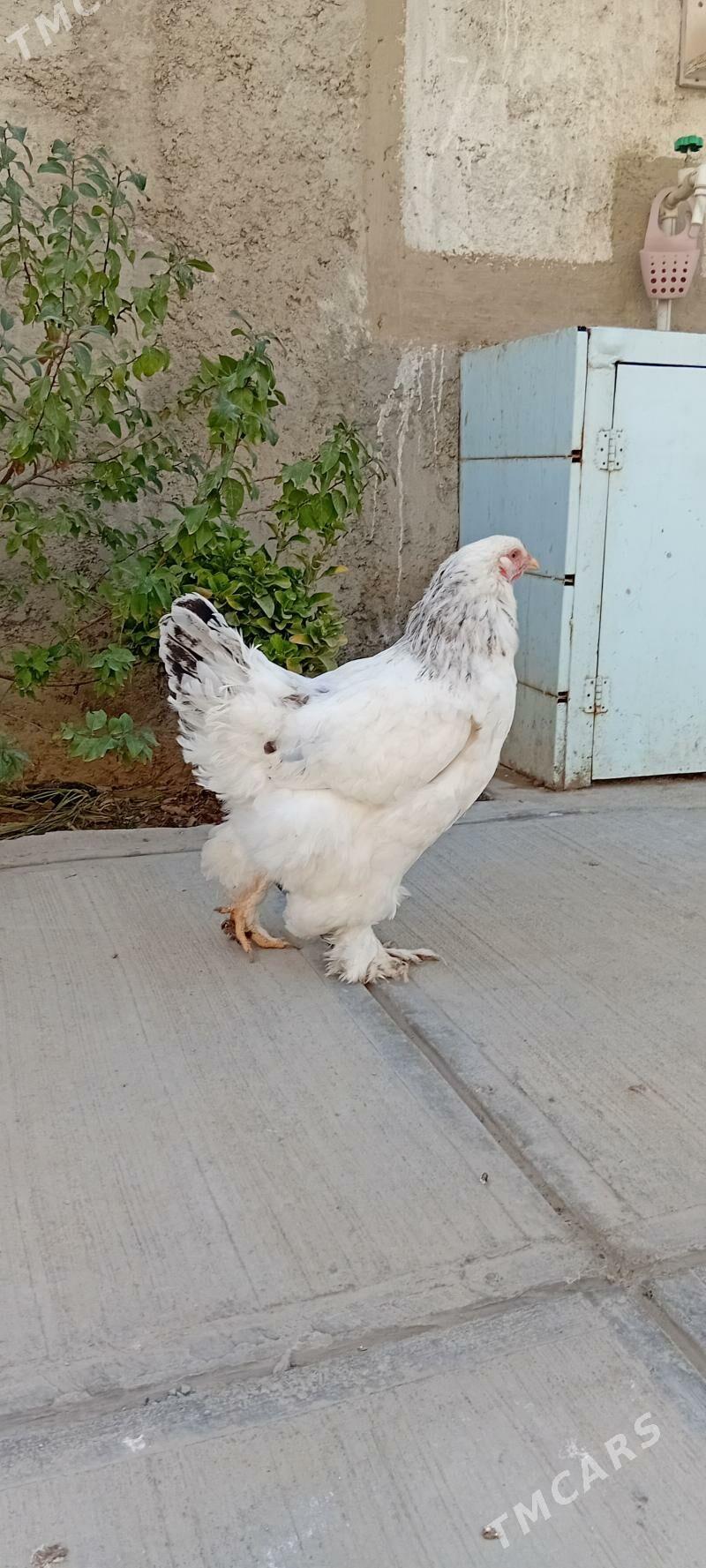 towuk paroda - Херрикгала - img 9