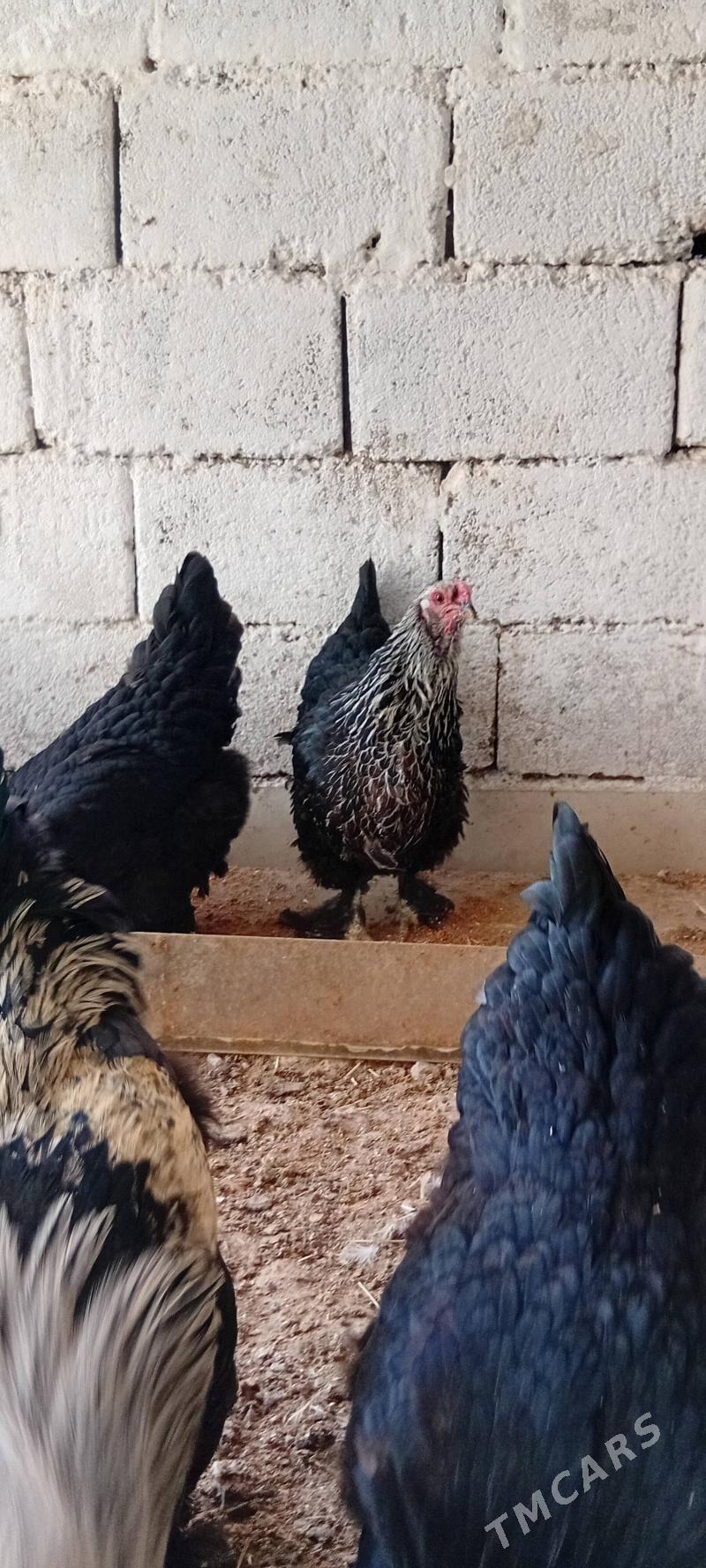 towuk paroda - Херрикгала - img 5