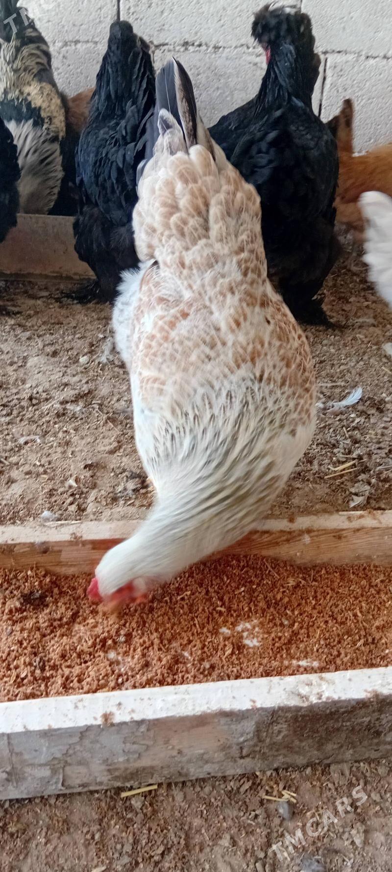 towuk paroda - Херрикгала - img 7