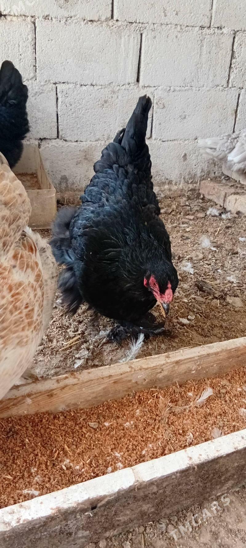 towuk paroda - Херрикгала - img 6