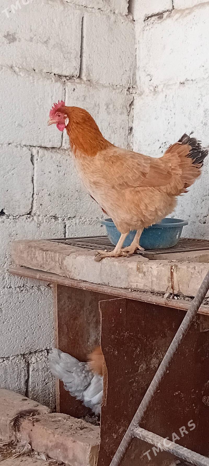 towuk paroda - Херрикгала - img 8