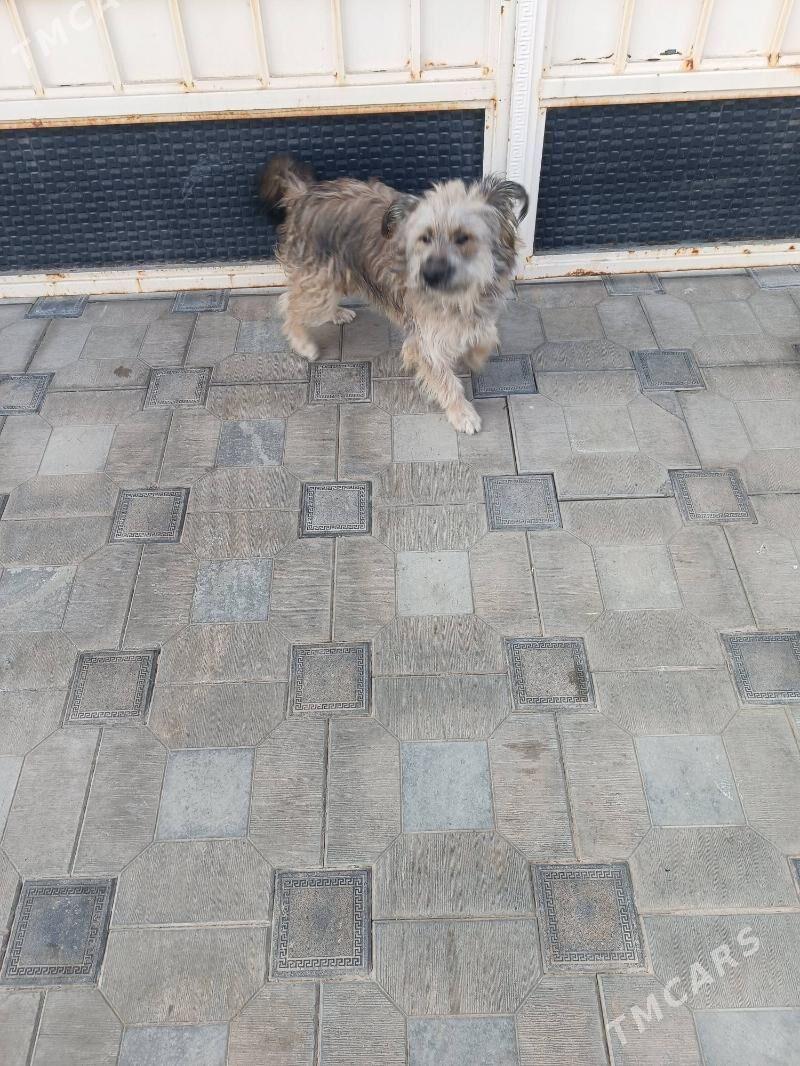 Gujuk - Мары - img 2