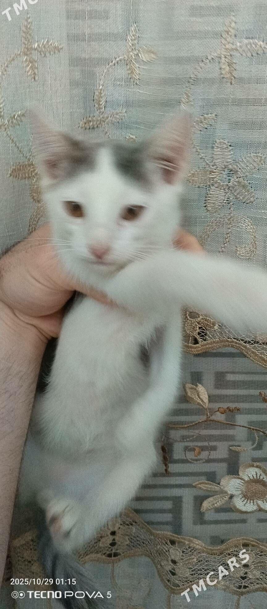 pisik - Ашхабад - img 2