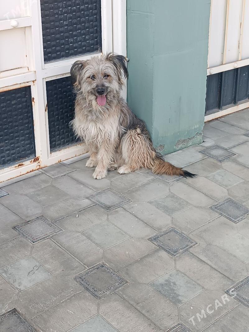 Gujuk - Мары - img 4