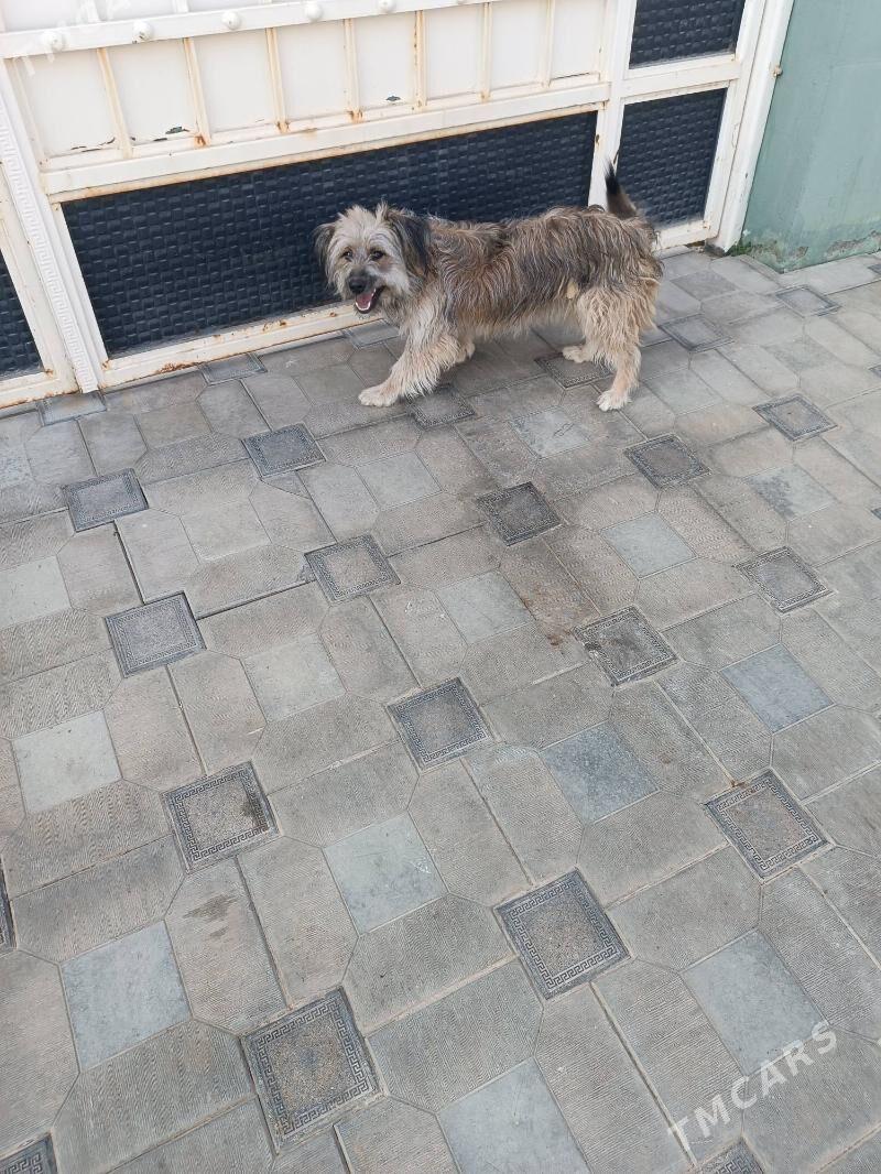 Gujuk - Мары - img 5