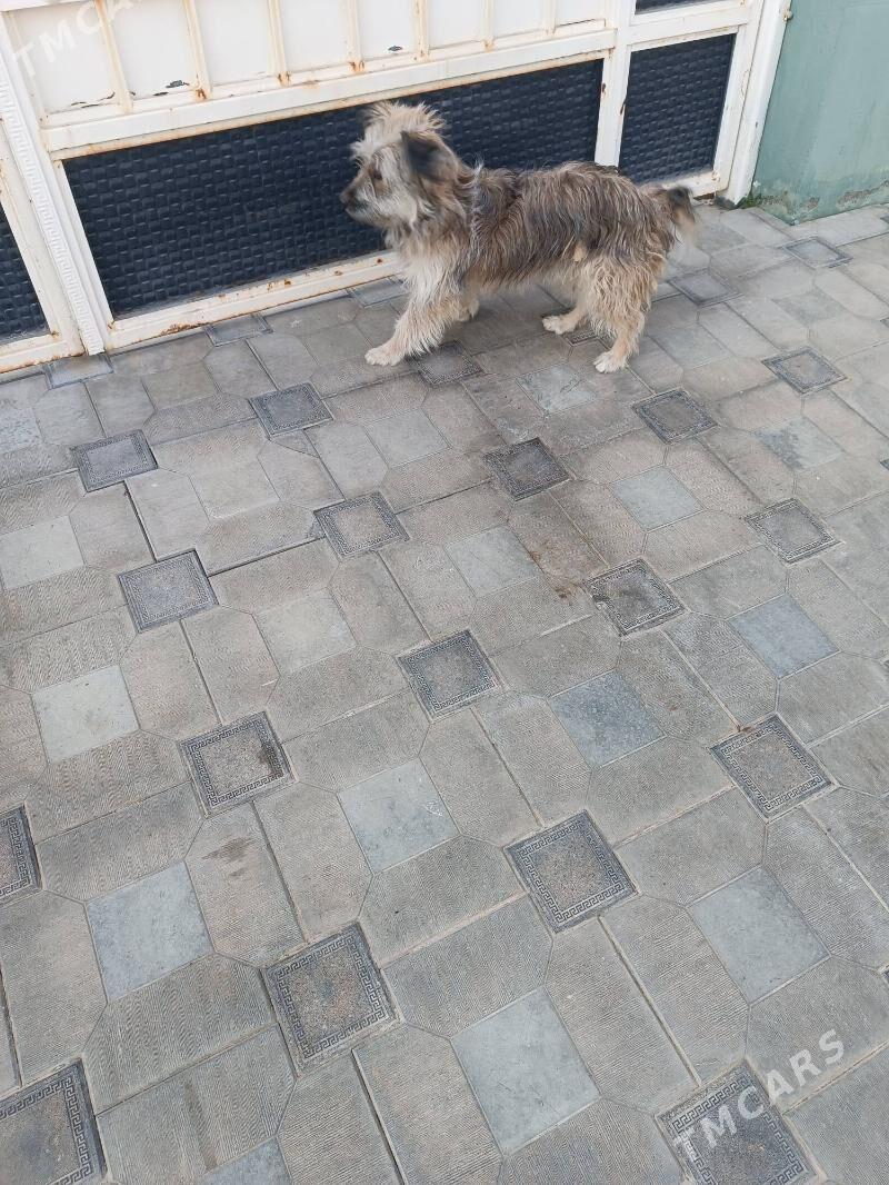 Gujuk - Мары - img 3