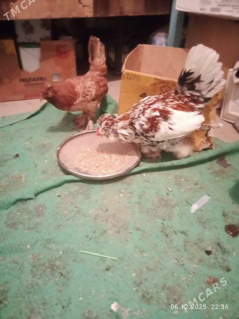 каглик - Туркменабат - img 2