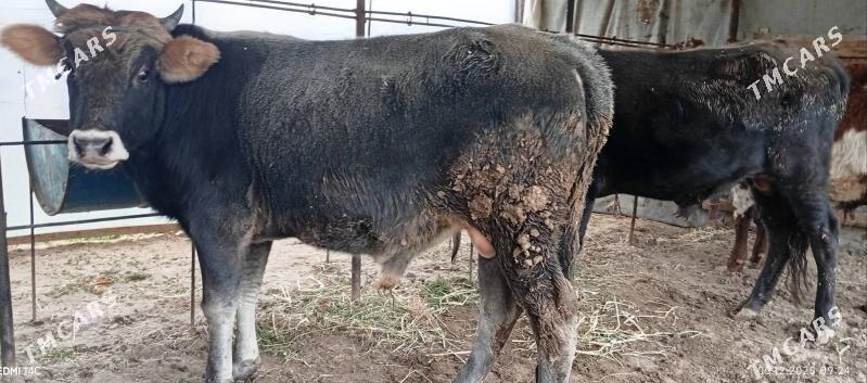 Baklyk okuzler 3*183 mln - Türkmenabat - img 5