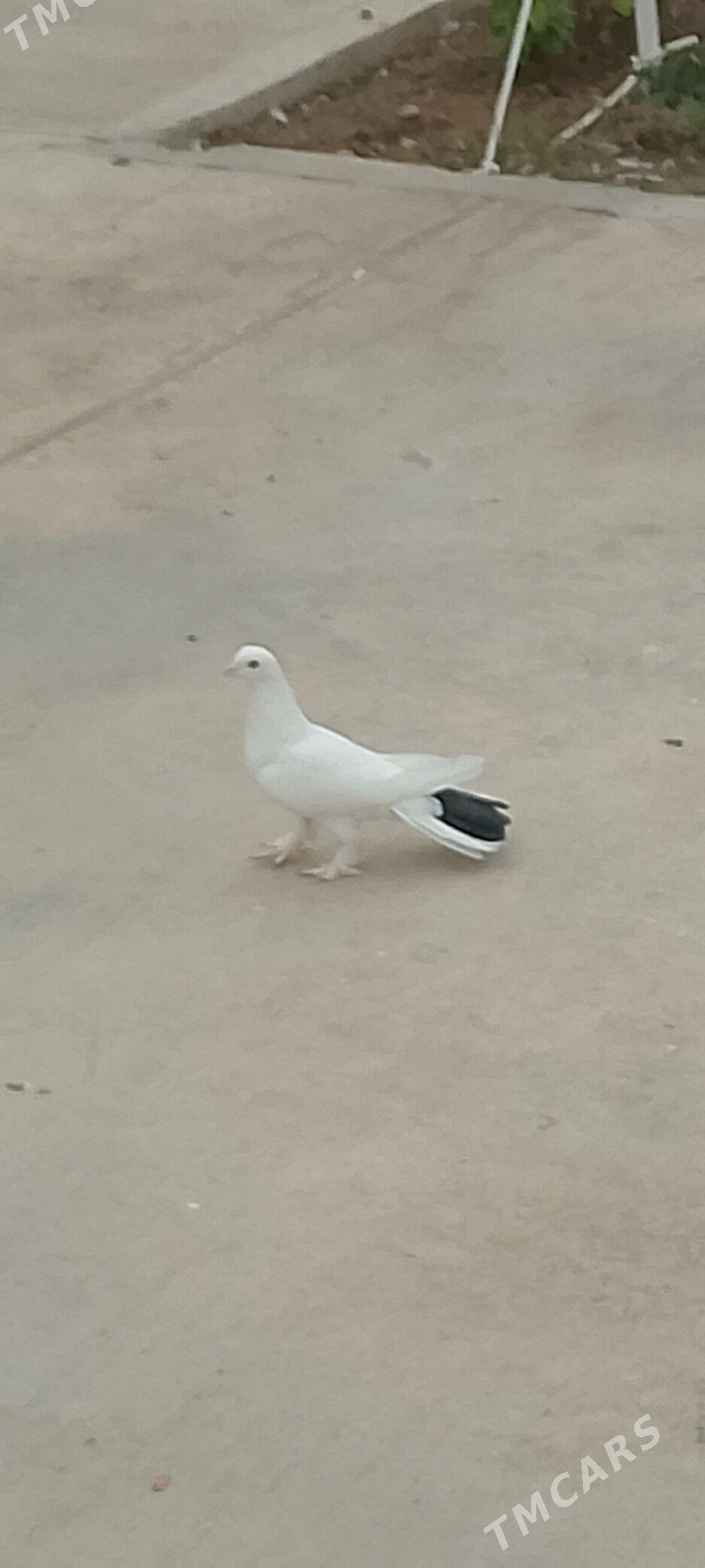 kepderi kepderi - Чоганлы - img 2