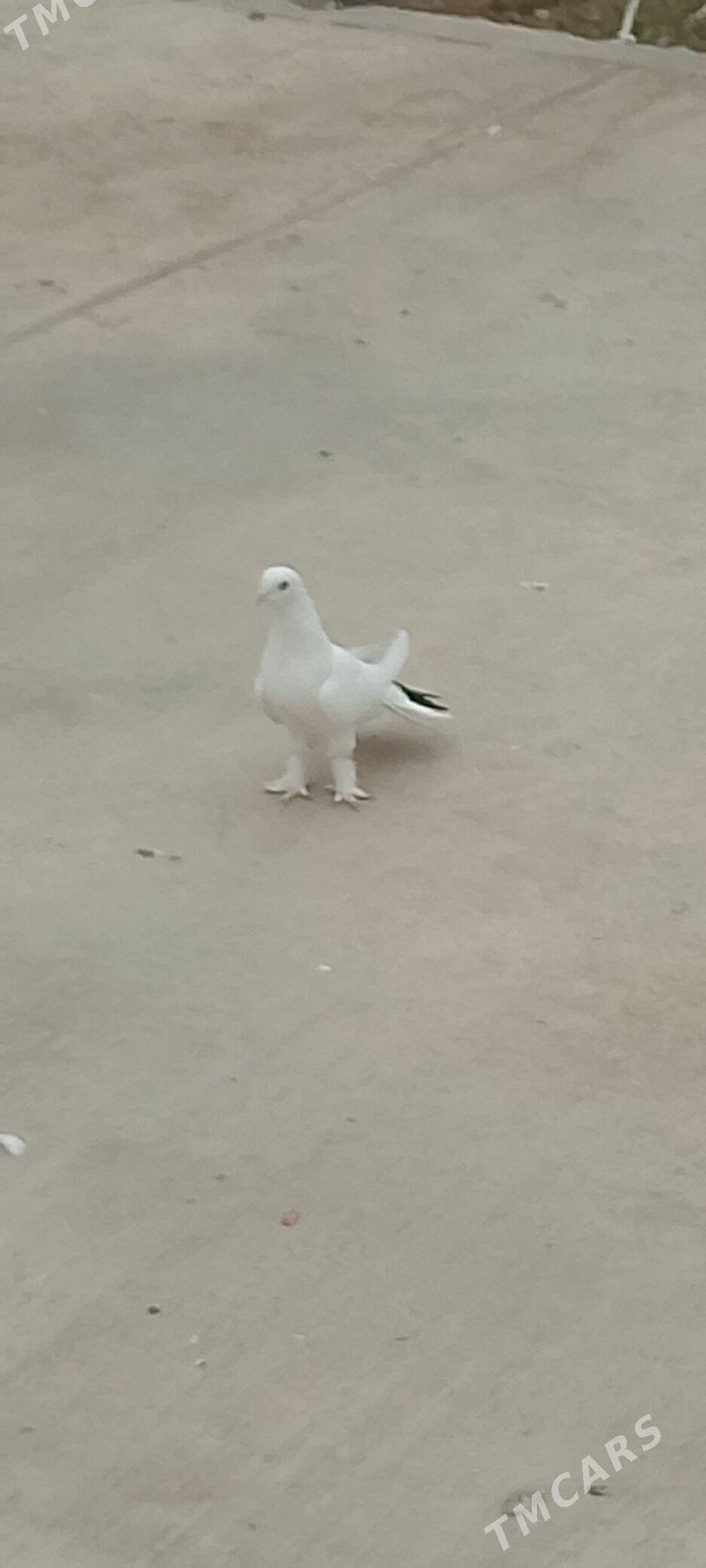 kepderi kepderi - Чоганлы - img 3