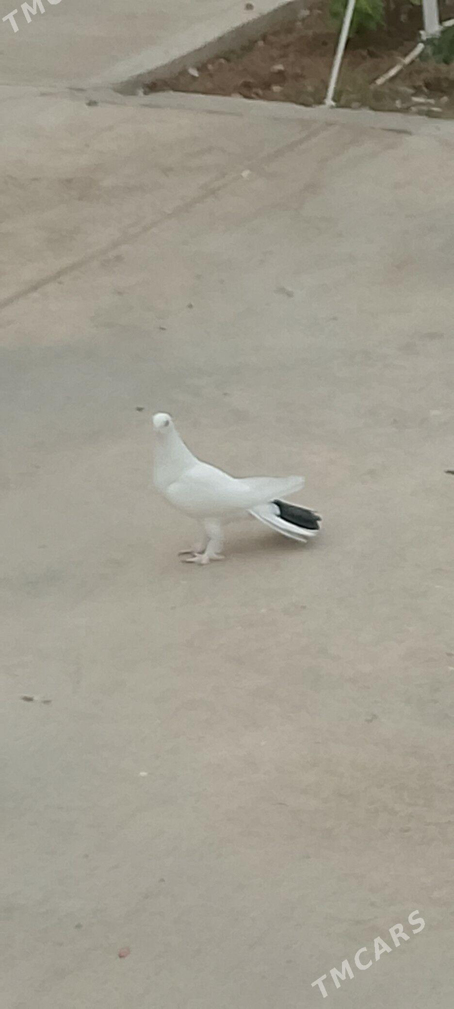 kepderi kepderi - Чоганлы - img 4