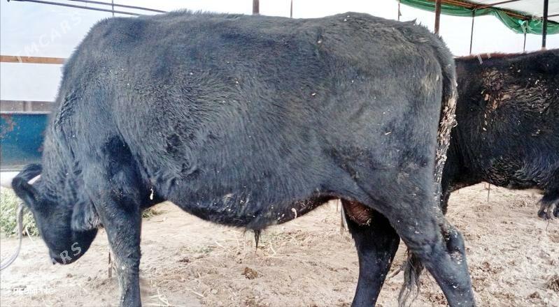 Баклык окузлер - Türkmenabat - img 3