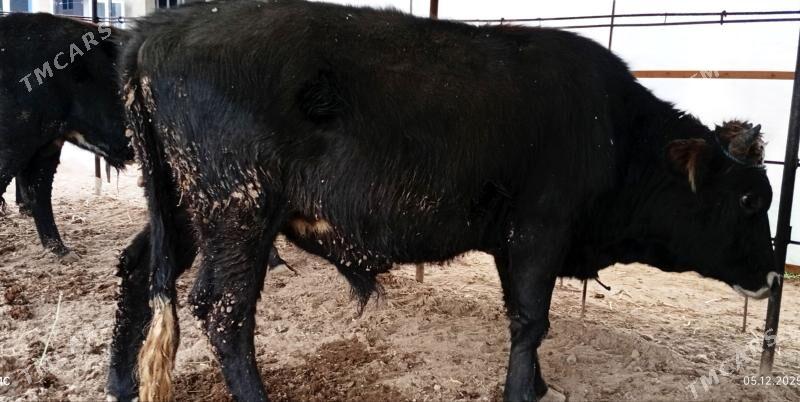 Баклык окузлер - Türkmenabat - img 4