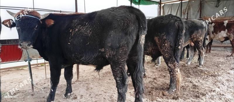 Баклык окузлер - Türkmenabat - img 2