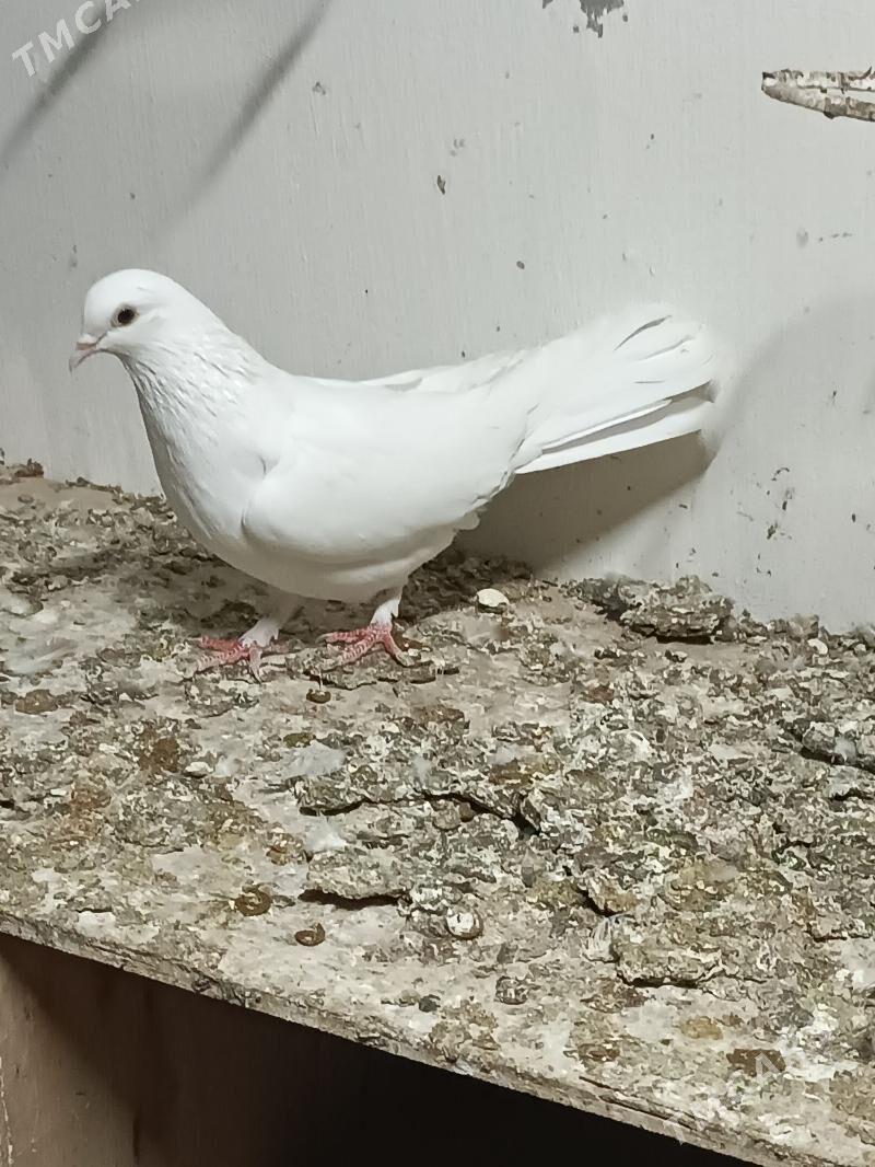 Kepderi - Mary - img 4