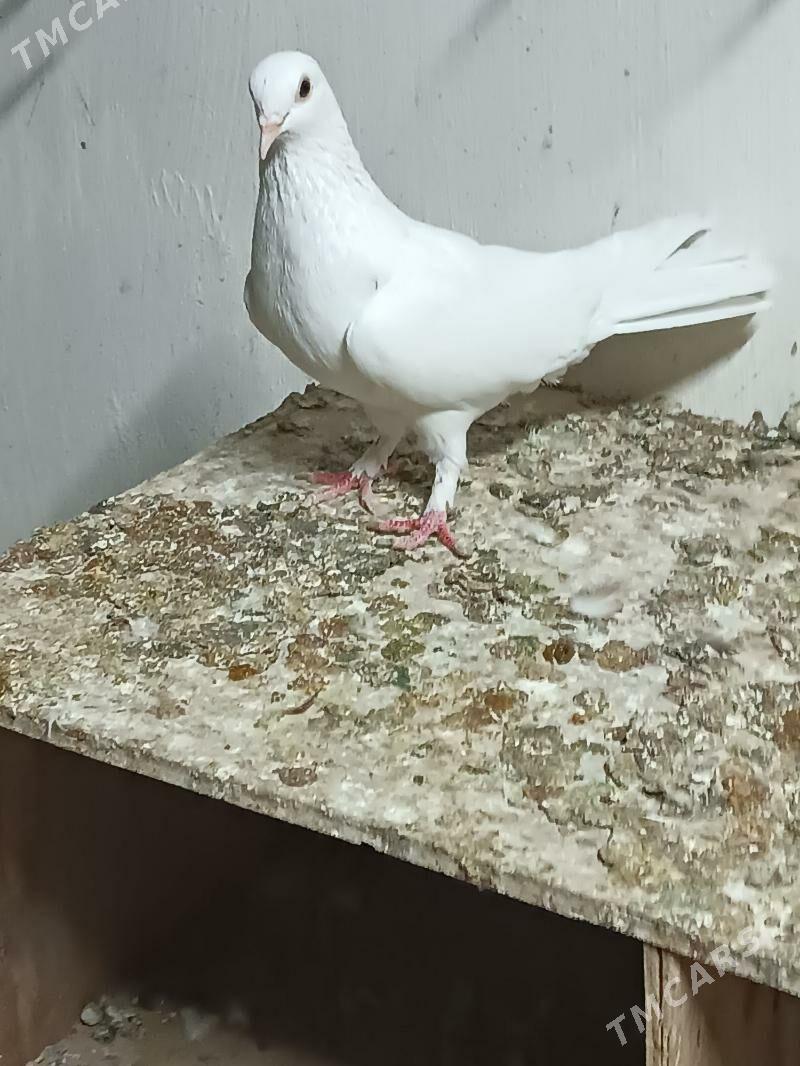 Kepderi - Mary - img 5