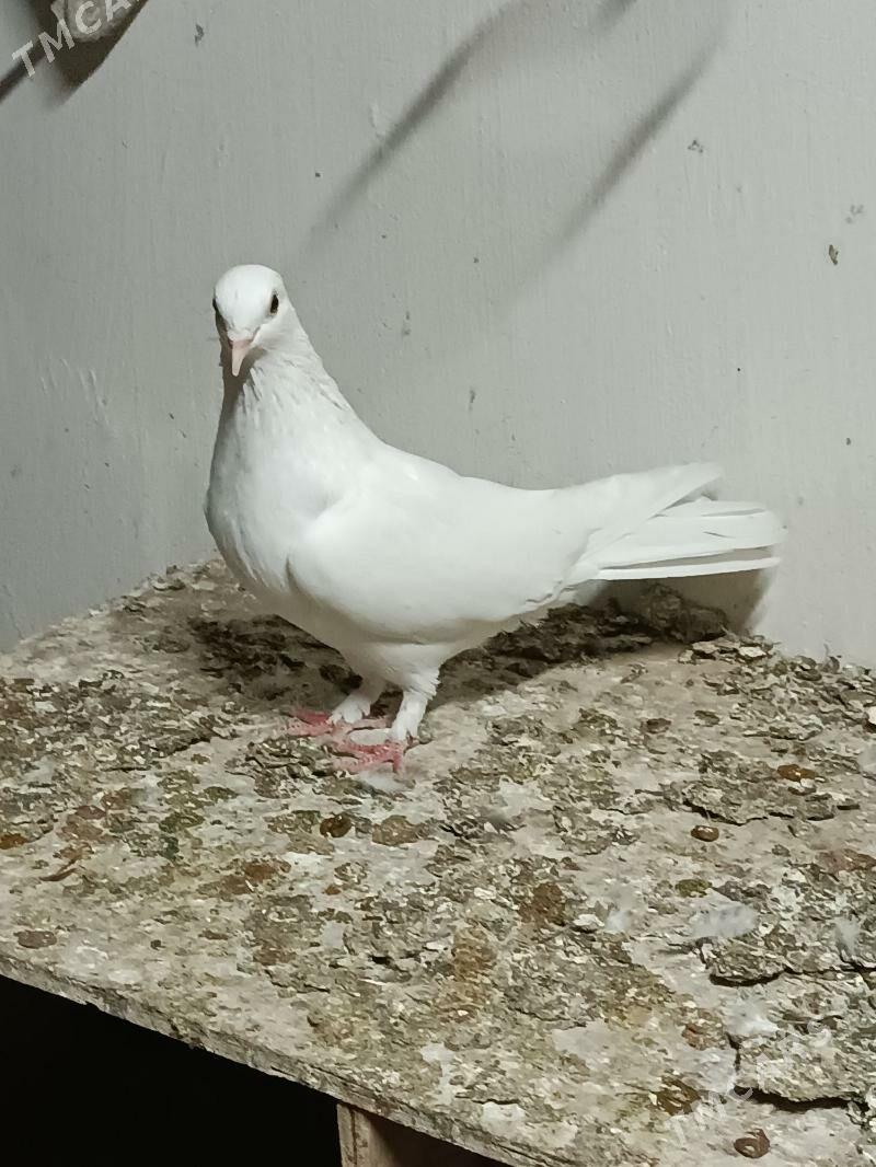 Kepderi - Mary - img 2