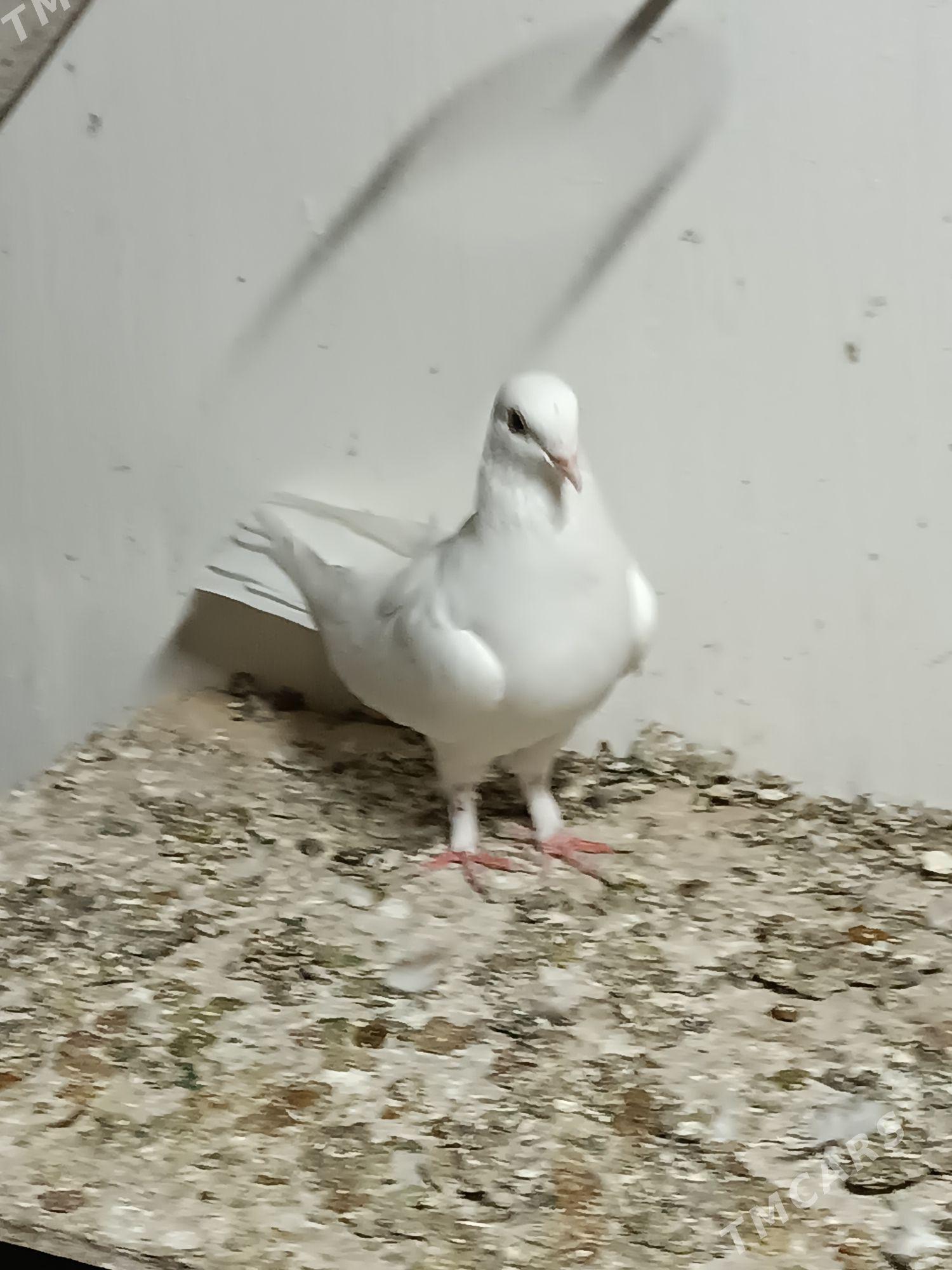 Kepderi - Mary - img 6