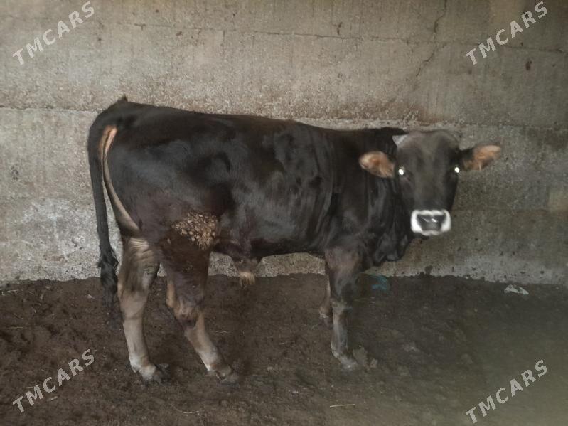 okuz - Ашхабад - img 2