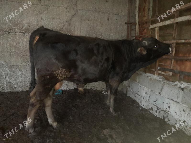 okuz - Ашхабад - img 4