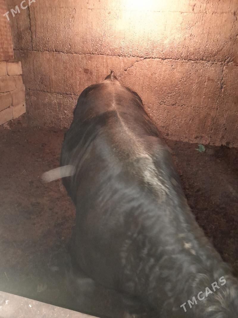 okuz - Ашхабад - img 3