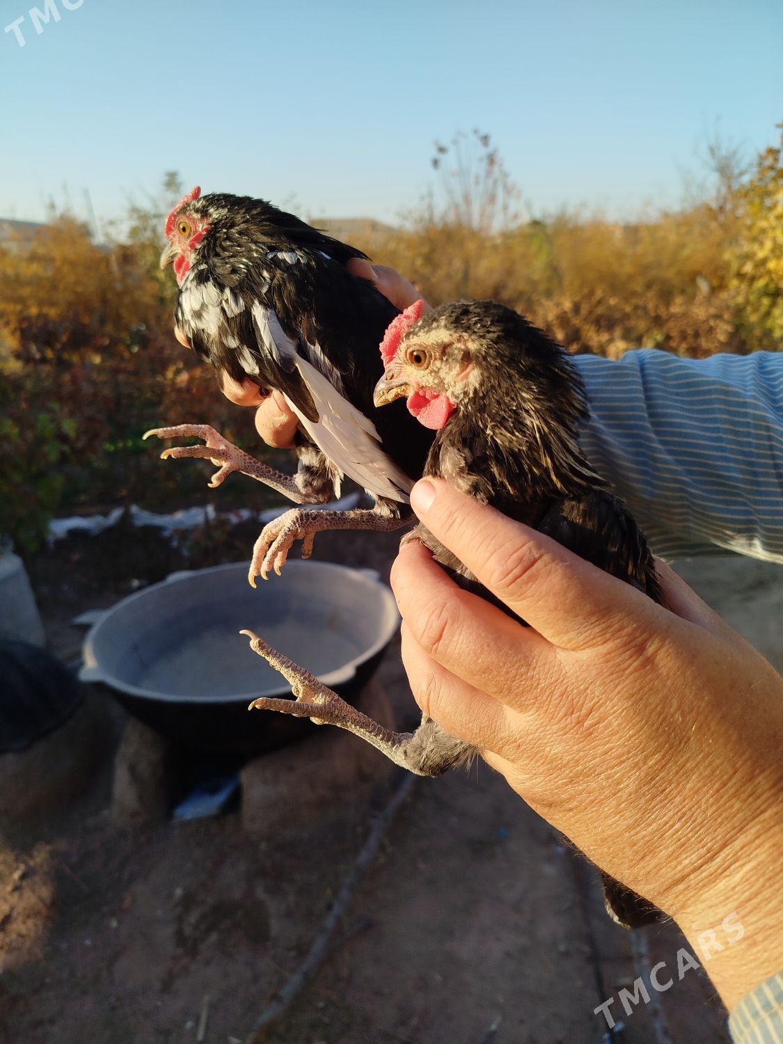 Prasdoý arginal karl - Туркменгала - img 8