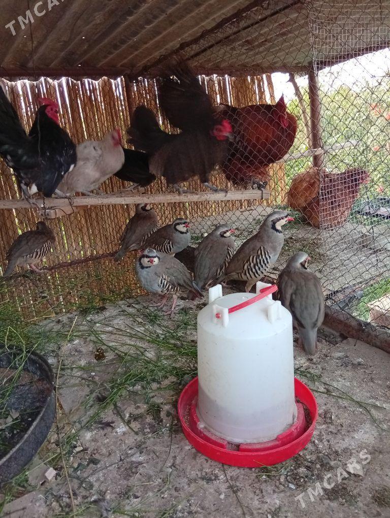 Prasdoý arginal karl - Туркменгала - img 6