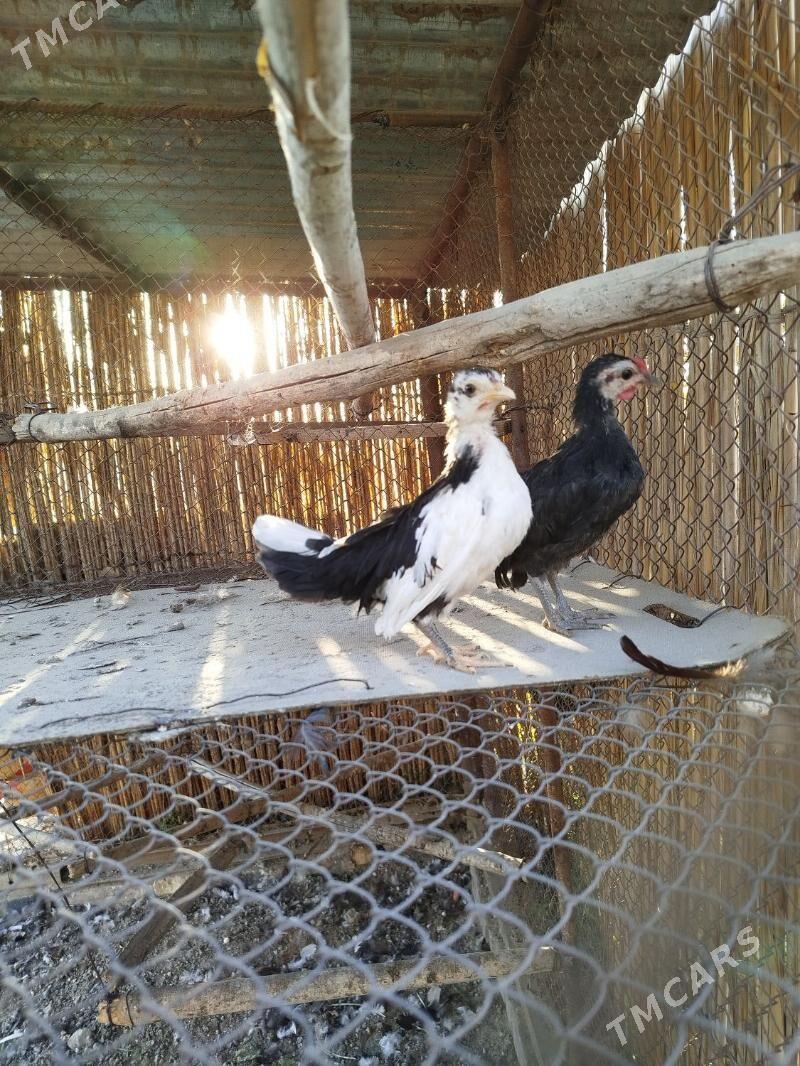 Prasdoý arginal karl - Туркменгала - img 1