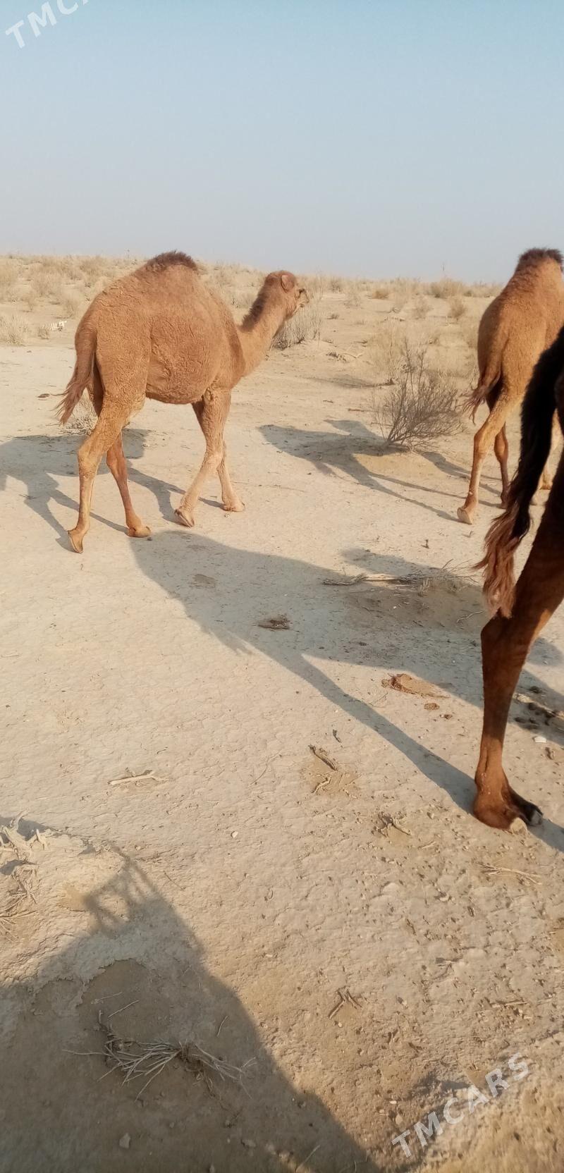 Ogsuk - Балканабат - img 3