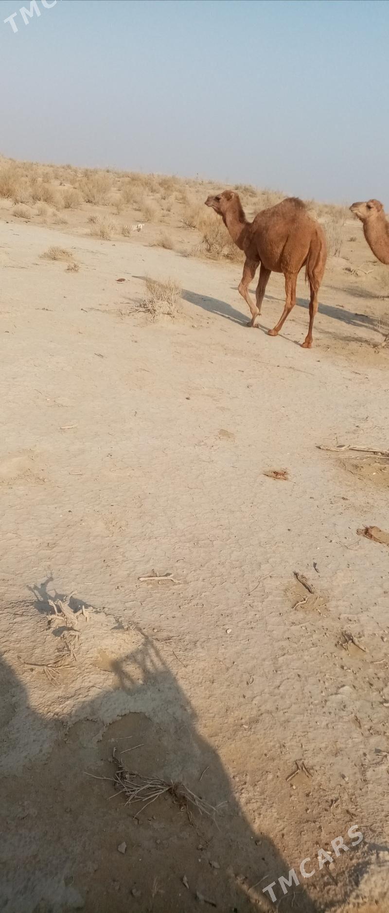 Ogsuk - Балканабат - img 1