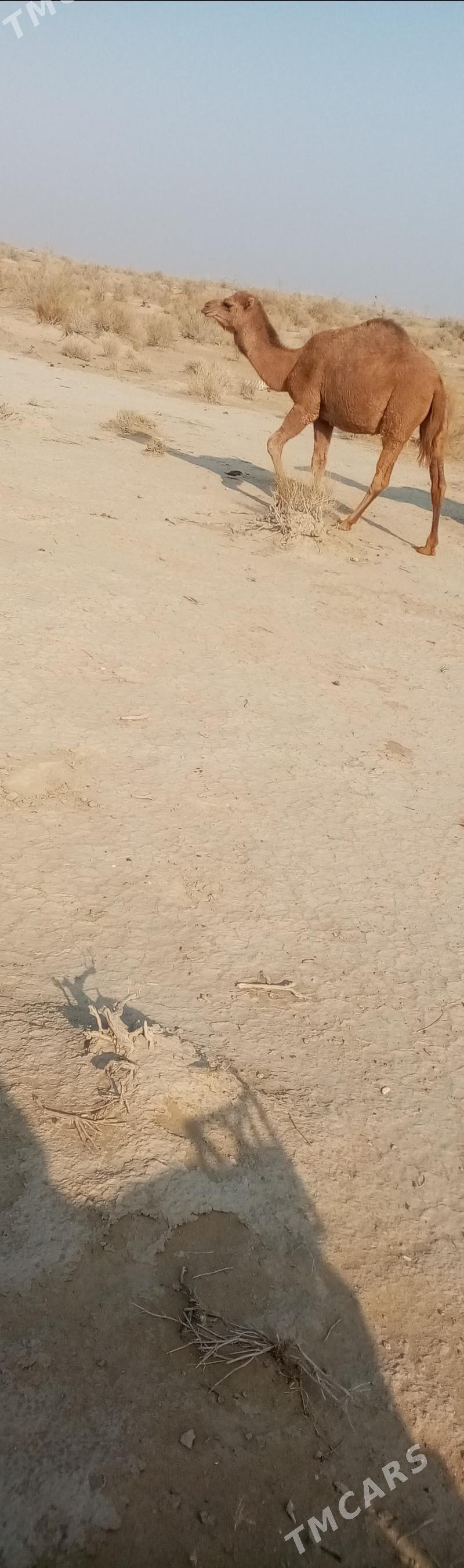 Ogsuk - Балканабат - img 5