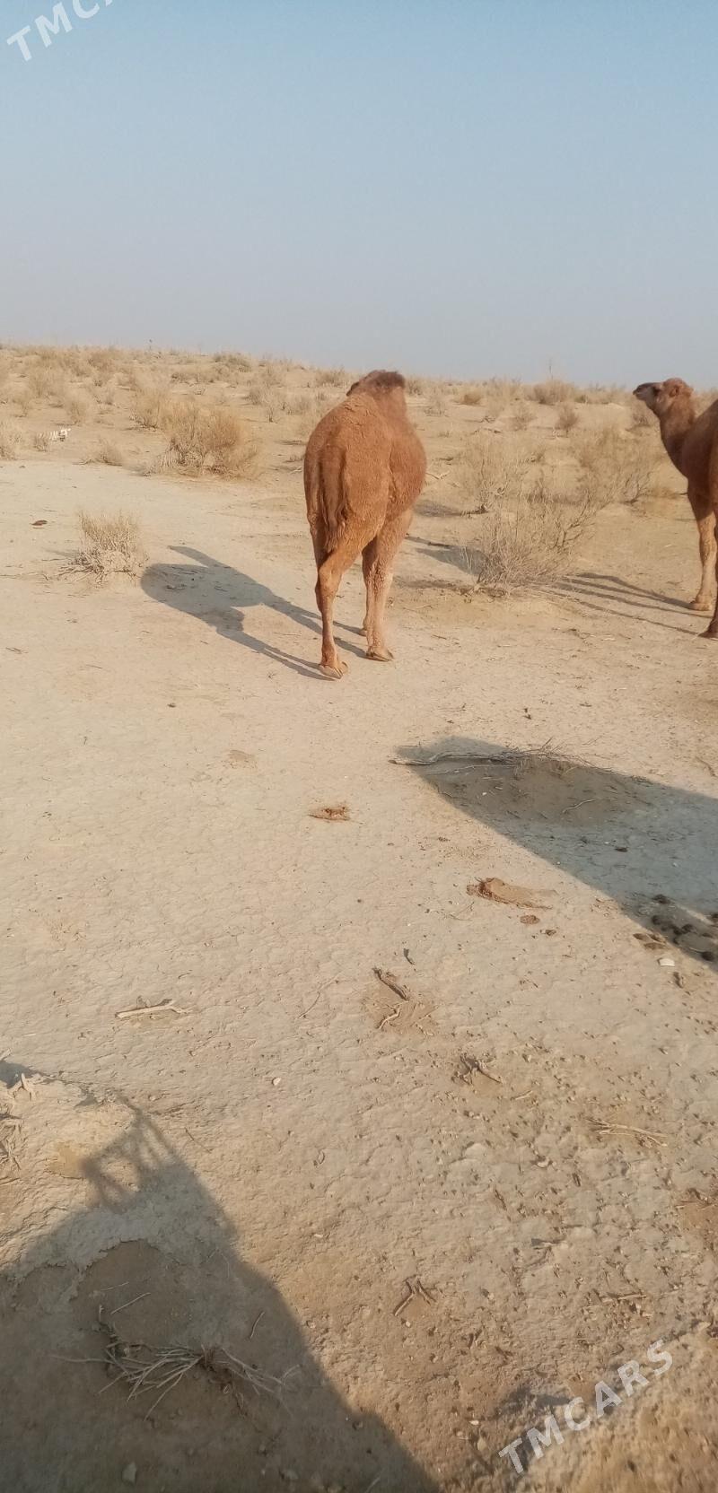 Ogsuk - Балканабат - img 4