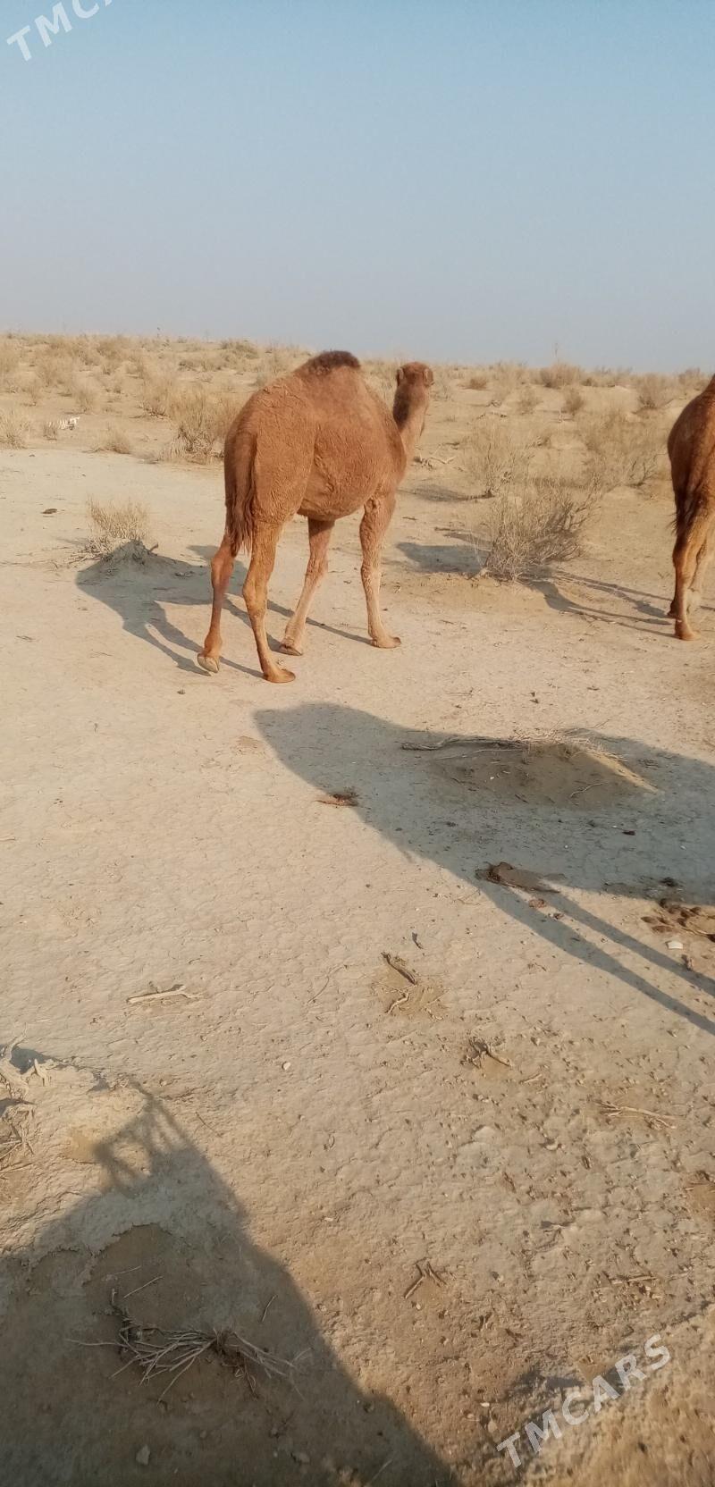 Ogsuk - Балканабат - img 2