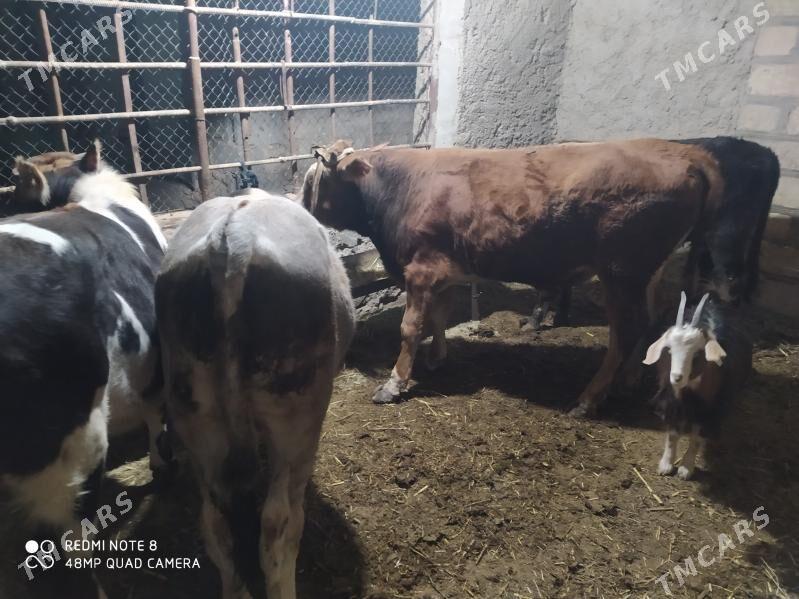 окуз - Gyzylarbat - img 4