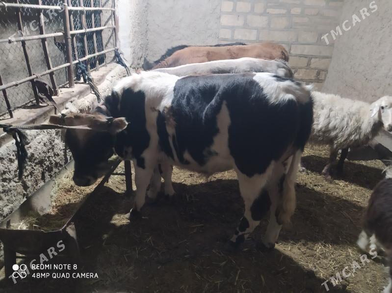 окуз - Gyzylarbat - img 5