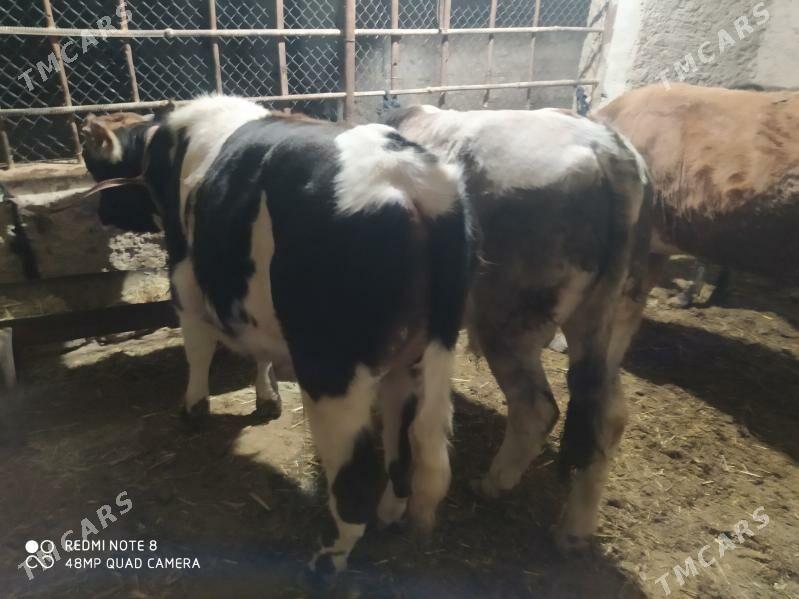 окуз - Gyzylarbat - img 2