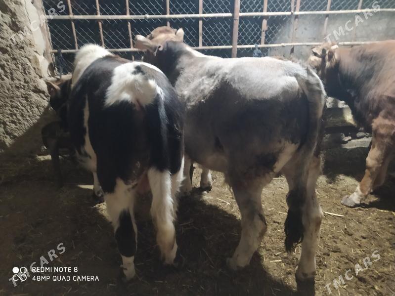 окуз - Gyzylarbat - img 3