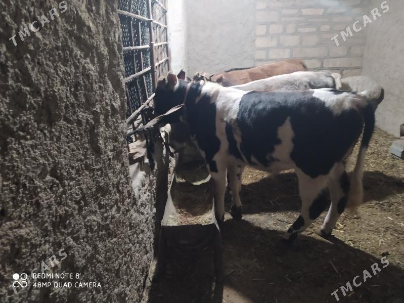 окуз - Gyzylarbat - img 1