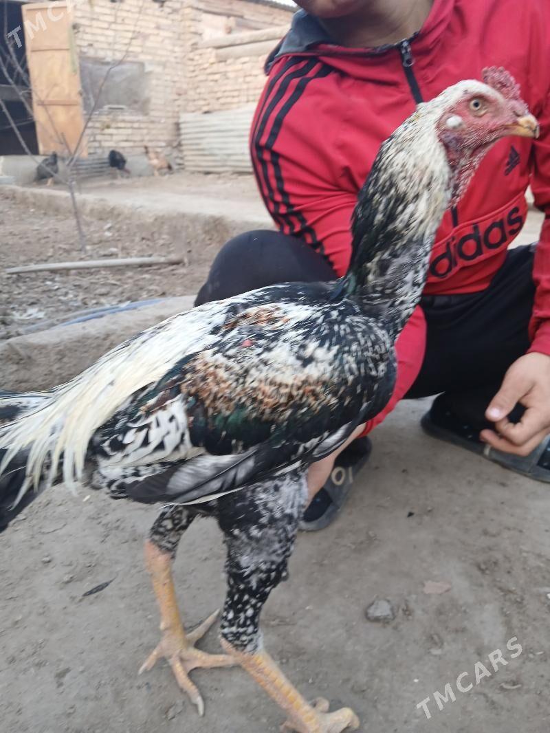 Baysov çal horaz - Туркменабат - img 2