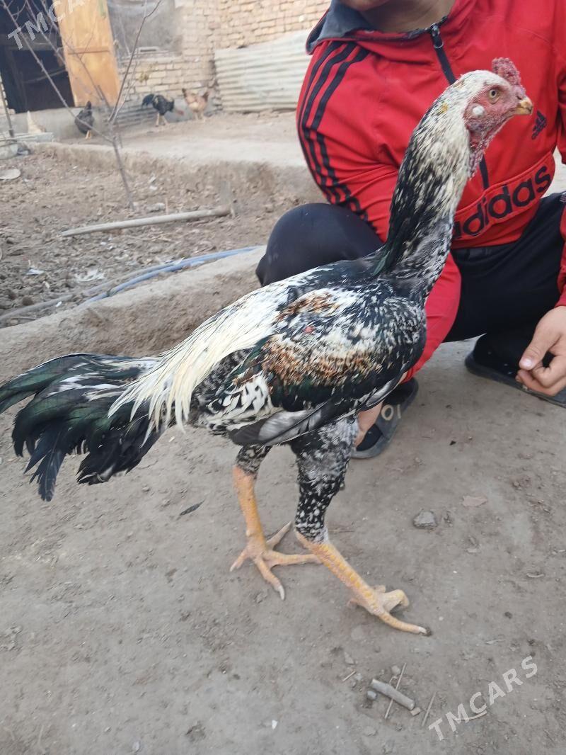 Baysov çal horaz - Туркменабат - img 1