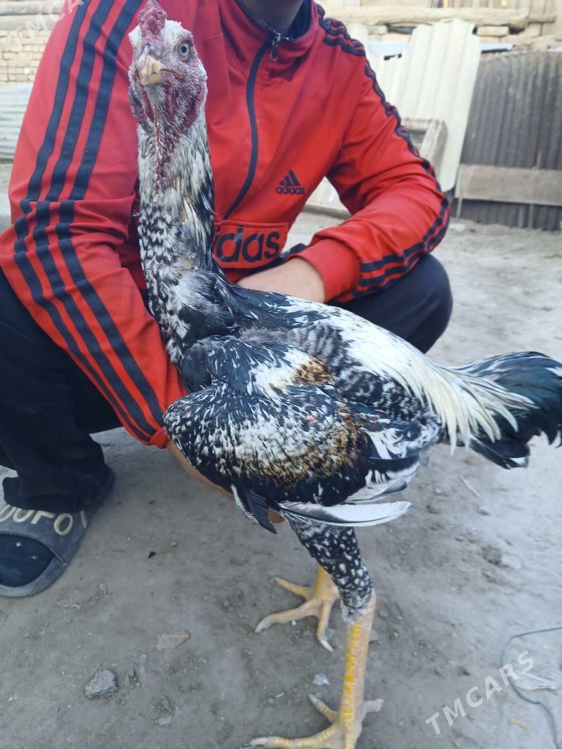 Baysov çal horaz - Туркменабат - img 3