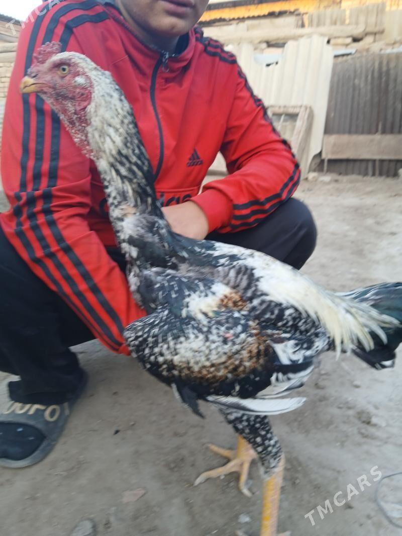 Baysov çal horaz - Туркменабат - img 4