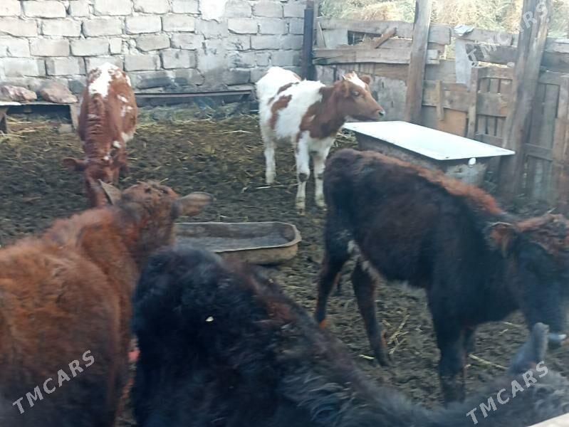 öküzçe tüwe öküz göle - Ашхабад - img 1